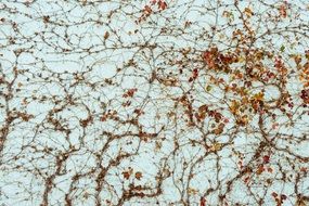 close-up photo of vine on concrete wall