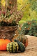 colored pumpkins on a wooden table