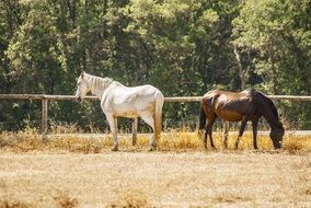 two horses in corral at forest