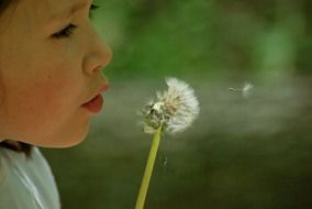 child blowing off dandelion
