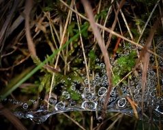 grass in dew drops close up