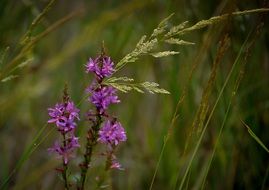 purple wildflowers in grass close up