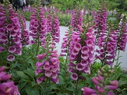 Violet flowers in nature