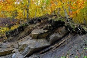 rock in the autumn forest with yellow trees