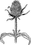 Thistle flower as a picture