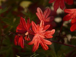 Macro photo of Red bloody cranesbill on a blurred background