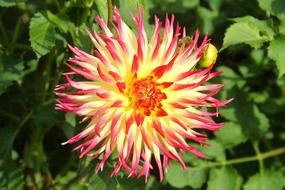 acicular blooming bud of dahlias