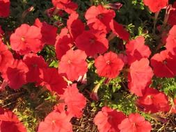 red petunia in the garden in the sun close-up