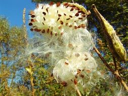 wild tobacco seeds
