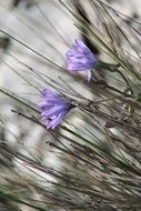 mountain flower alps