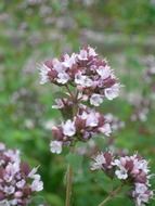 Oregano flowers blossom