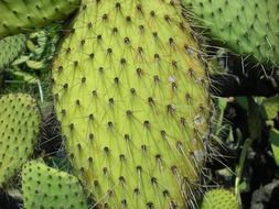 Leaves of the cactus