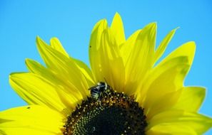 bright yellow flower with bee macro