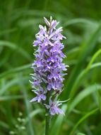 heath spotted orchid flower in the meadow