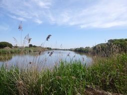 scenic marshland at summer