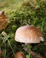 mushroom among green grass close up