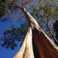 high tree in the forest