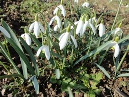 bush of blooming snowdrops on a flower bed