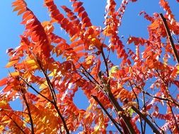 bright leaves in an autumn tree on a sunny day