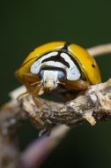 ladybug yellow