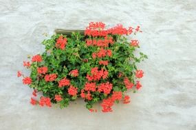 Red geranium flowers on white wall