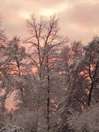 Sunset in the forest in winter