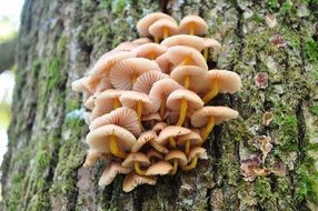 Autumn mushrooms on a tree bark