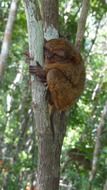 peaceful tarsier