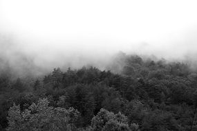 mystical fog over gray forest
