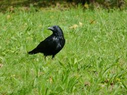Black raven bird on a meadow
