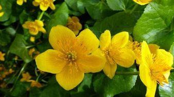 Yellow flowers with green stems in the garden