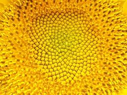 yellow bright sunflower closeup