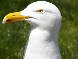 portrait of a white seagull in the bright sun