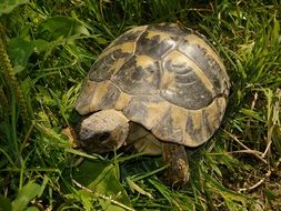 turtle in green grass close up