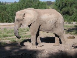 elephant on a safari on a sunny day