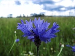 Purple pratense flower