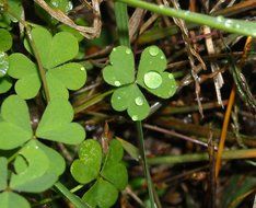 drops of water on clover leaves