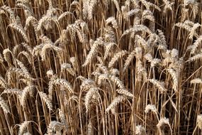 top view of a wheat field close up