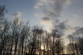 Evening sky over forest trees