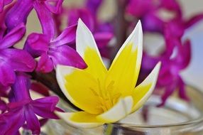 big yellow hyacinth flower in close