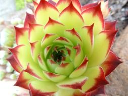 Green and red agave flower blossoms