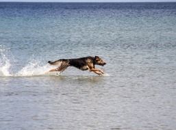 dog running in baltic sea beach