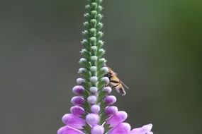 insect on tall inflorescance with pink buds