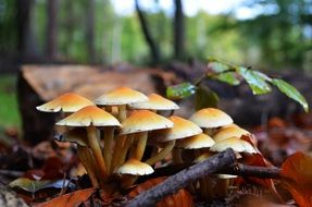 forest mushrooms in the leaves in the forest