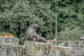 sea lion on a rock