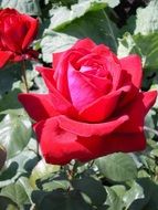 Scarlet rose flowers in summer