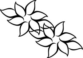 black and white floral pattern