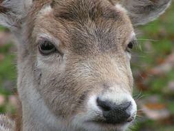 Deer head close up, blur background