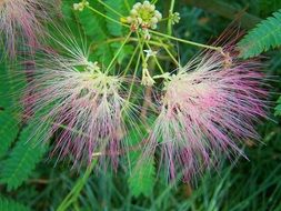 Beautiful, purple and yellow flowers of Japan Silk Acacia with green leaves