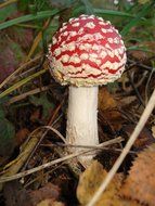 dangerous beautiful fly agaric